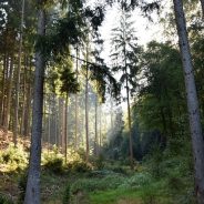 Depotalarm: frische Waldluft im Depot!